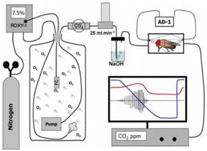 Macintosh HD:Users:cqyu:Desktop:Ecotech-Suppliers:北美:Sablesys.com:Reference:昆蟲(chóng)等無(wú)脊椎動(dòng)物:果蠅呼吸:圖片:果蠅呼吸與活動(dòng).jpg