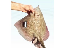 水環(huán)境與水生動(dòng)物生理生態(tài)數(shù)據(jù)采集器