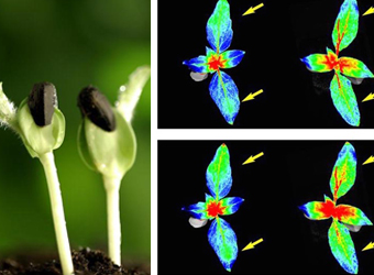 PhenoTron ?作物種質(zhì)資源監(jiān)測鑒定平臺(tái)