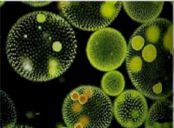 藻類表型研究全面解決方案（二）